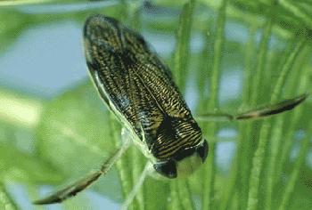 water boatman life cycle