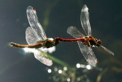 Fly Fishing Dragonfly Nymphs ... mating dragons!