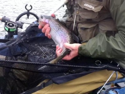 ... a nice sawmill lake rainbow!