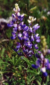 Roche Lake Resort BC Fishing Vacation ... wild flowers abound!