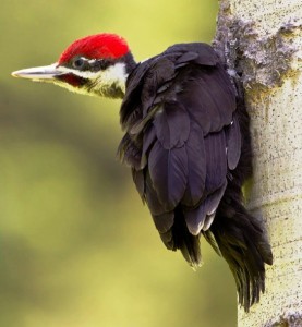 Roche Lake Resort BC Fishing Vacation ... a bird watchers paradise!