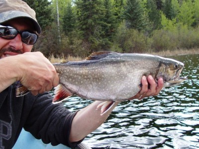 ... a nice fat brookie!