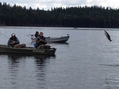 ... now that's a fighting Kamloops Rainbow trout!