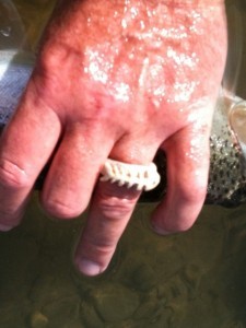 ... nice fish ring!