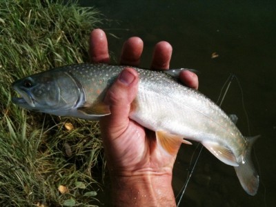 ... another Peace river bull trout!