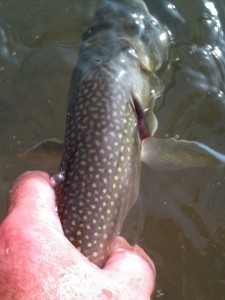 ... bully on the Peace river!