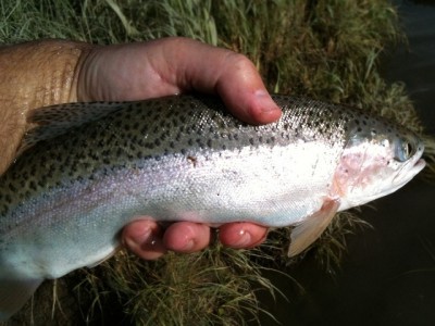 ... a nice little Peace river bow!