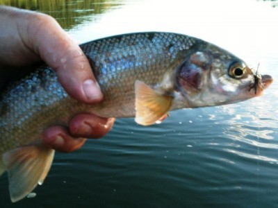 ... on the dry fly!