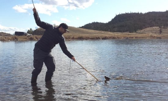 Fly Fishing from Shore - Landing fish