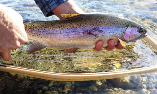 Fly Fishing from Shore - Rainbow Trout