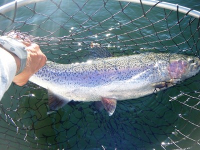 ... BIG Rocky Mountain lake Rainbow!