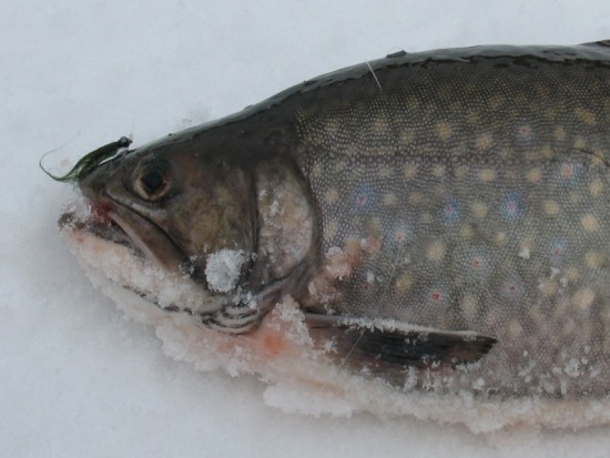 ... ice fishing with fly's!