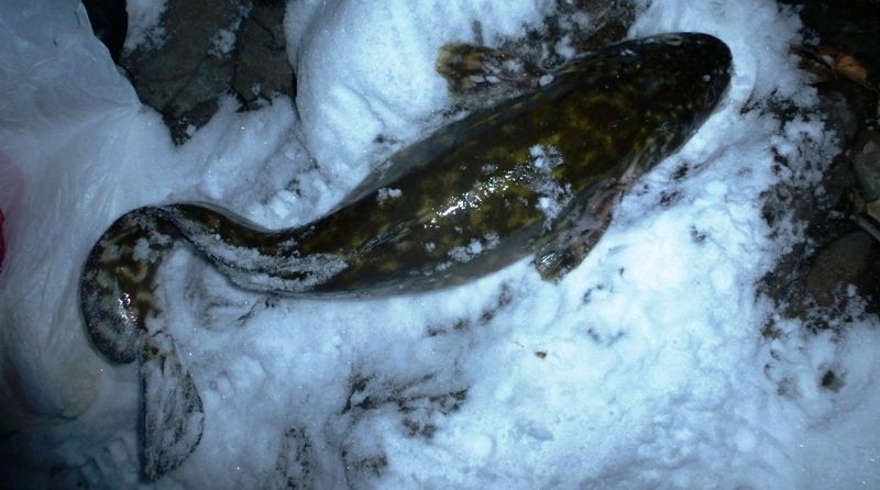 Ice Fishing Burbot  Strategies for Freshwater Ling Cod