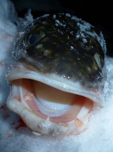 Burbot: BC's Freshwater Cod - Freshwater Fisheries Society of BC