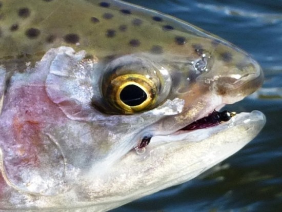 UV Leech Fly Pattern