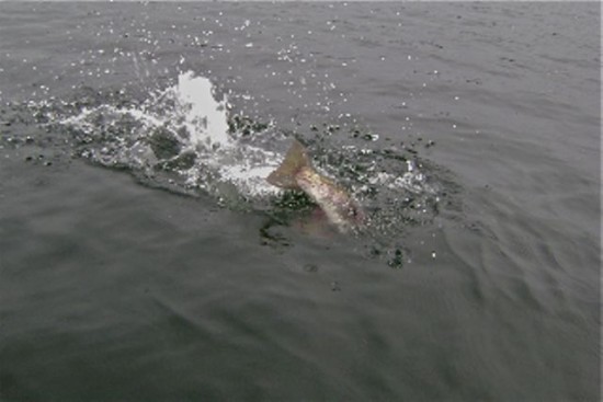 ... big rainbow trout hooked on a water boatman