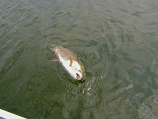 ... big rainbow trout on a water boatman fly pattern!
