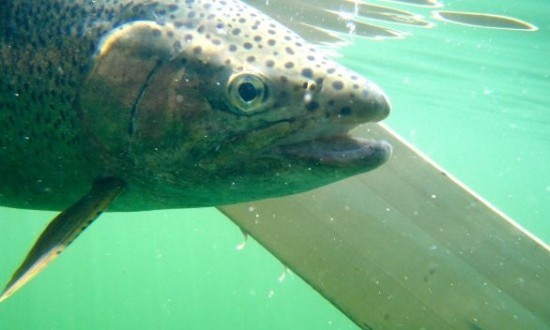 Fly Fishing Rocky Mountain Rainbow Trout