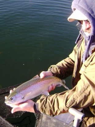 ... beauty rainbow trout!