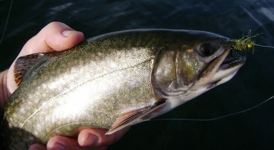 ... Brook Trout on an Olive Bi Polar Leech!