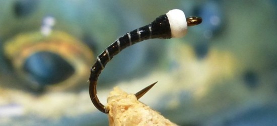 ... the Zebra chironomid pupa white bead head fly pattern!
