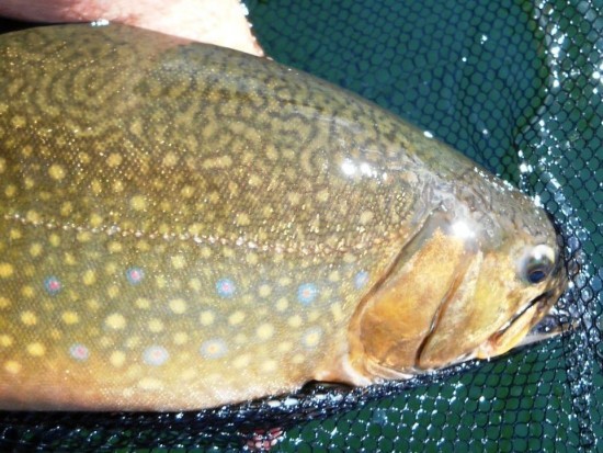 Big BC Bull Trout