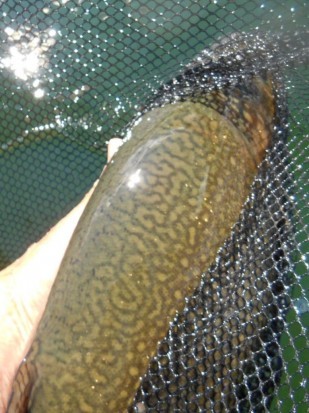 Northern BC Bull Trout