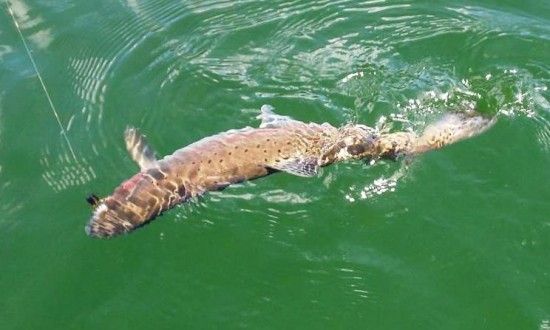 Hooked Rainbow Trout