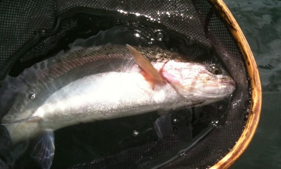 BC Rainbow Trout