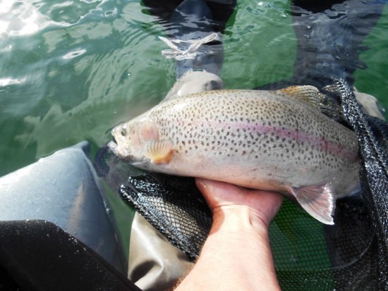 ... Wild Alpine Rainbow Trout