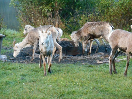 ... Sheep in Camp Again!