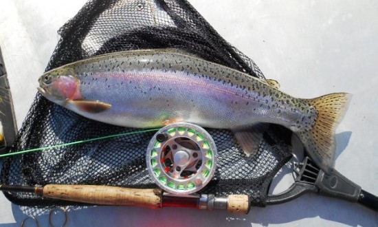 ... delicious rainbow trout for dinner!