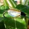 ... water boatman fly | flyguys.net