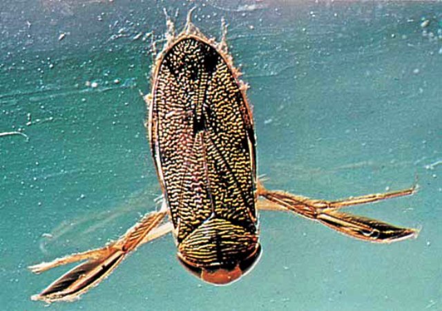 Fly Fishing Boatman Back Swimmers Water Boatman On The Fly