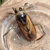 Water Boatman / Back Swimmer Fly