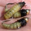 ... caddis sedge larvae fly | flyguys.net
