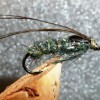 ... caddis sedge pupa fly | flyguys.net