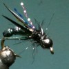 ... caddis sedge pupa fly | flyguys.net