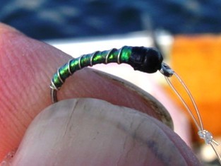 Zebra Midge Pupa - Ascent Fly Fishing