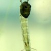 ... chaoborus pupa | flyguys.net