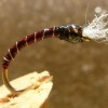 ... chironomid pupa fly | flyguys.net