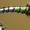 ... chironomid pupa fly | flyguys.net