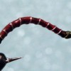 ... chironomid larva bloodworm fly | flyguys.net