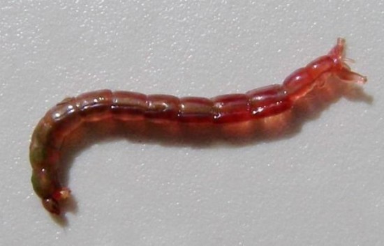 Chironomid Larva - Bloodworm