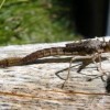 Damselfly Nymph