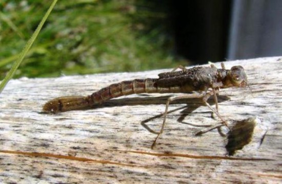 Damselfly Nymph