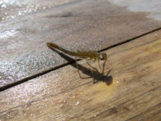 Damselfly Nymph | fall fly patterns