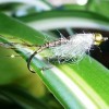 ... mayfly nymph fly | flyguys.net