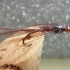 ... mayfly nymph fly | flyguys.net