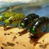 ... shrimp scud fly | flyguys.net